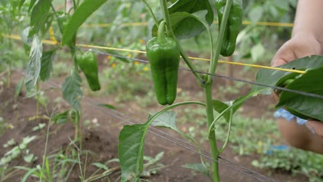 Ripe-green-bell-peppers-in-an-organic-orchard-being-picked-up-by-human-hands