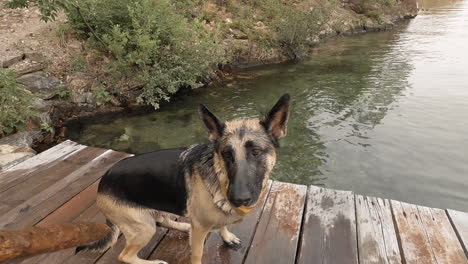 Beautiful-German-Shepheard-Dog-sitting-obediently-on-dock-near-water-on-a-summer-day-at-Montana-lake