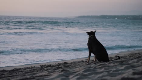 Schwarzer-Hund-Sitzt-Am-Sandstrand-Und-Schaut-Sich-Um,-Während-Große-Wellen-Nach-Sonnenuntergang-In-Mexiko-Im-Hintergrund-Plätschern-Und-Ausrollen