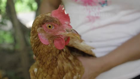 Close-up-of-a-young-chicken-head-while-being-held-by-caretaker---Slow-motion
