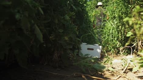 Person-leaving-a-cardboard-box-and-walking-between-the-weeds