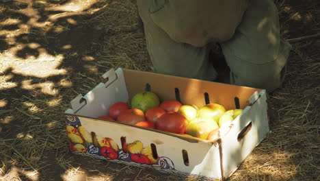 Person-putting-tomatos-on-a-cardboard-box-local-harvest