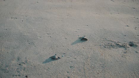 Süße-Babyschildkröten,-Die-In-Mexiko-Auf-Den-Ozean-Zulaufen