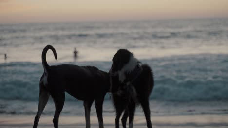 Zwei-Hunde,-Die-Während-Des-Sonnenuntergangs-In-Zeitlupe-Am-Strand-Spielen
