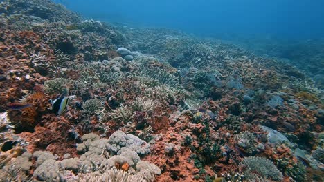 Buzo-Moviéndose-Cerca-Y-Rápido-Sobre-Un-Arrecife-De-Coral-Saludable