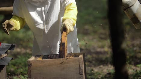 Beekeeper-opens-box-of-bees-in-order-to-inspect-the-hive---Slow-Motion