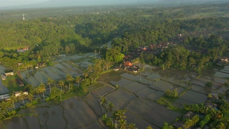 Flooded-tropical-rice-field-paddy-terraces-during-morning-sunrise,-aerial