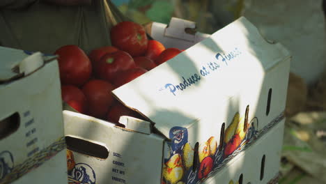 Frische-Tomaten-Von-Lokalen-Farmen-Auf-Einen-Karton-Legen