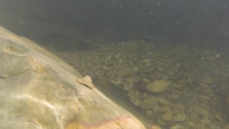 An-underwater-FPV-shot-of-a-frog-kicking-and-swimming-up-the-side-of-a-rock-in-a-natural-fresh-water-pool-in-De-Rust,-Western-Cape,-South-Africa