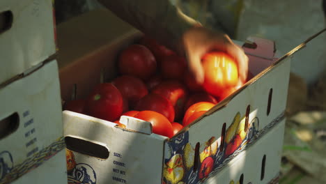 Tomates-Frescos-De-Una-Cosecha-Reciente-En-Una-Caja-De-Cartón,-Granja-Local