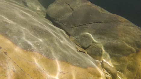 Eine-Unterwasseraufnahme-Eines-Frosches,-Der-über-Die-Oberfläche-Eines-Felsens-Schwimmt,-Ein-Beispiel-Für-Das-Amphibienökosystem,-Das-Im-Pool-Am-Großen-Wasserfall-In-De-Rust,-Westkap,-Südafrika,-Lebt