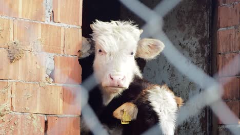 Mother-Cow-and-Two-Young-Calf-Looking-out-From-Farm-Gate