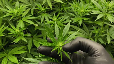 Hand-with-black-latex-glove-checks-very-young-Marijuana-plant-during-vegetative-stage,-medium-shot-from-above
