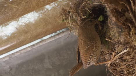Close-view-of-Eurasian-wren-mother-feeding-little-chicks-inside-hidden-nest,-day