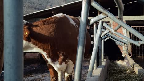 Brown-Eyed-Cow-Ruminating-beside-the-Trough