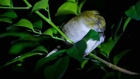 Seen-with-its-head-in-its-wing-while-roosting-during-the-night-on-a-branch,-Common-Tailorbird-Orthotomus-sutorius,-Thailand