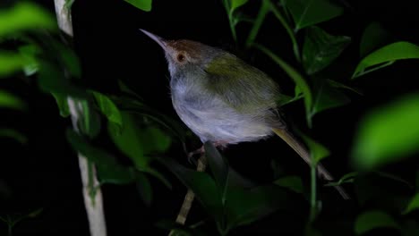 Facing-to-the-left-perched-on-a-branch-inside-a-plant-roosting-for-the-night,-Common-Tailorbird-Orthotomus-sutorius,-Thailand