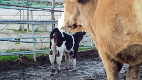 Mother-Cow-and-Her-Calf-in-the-Mud