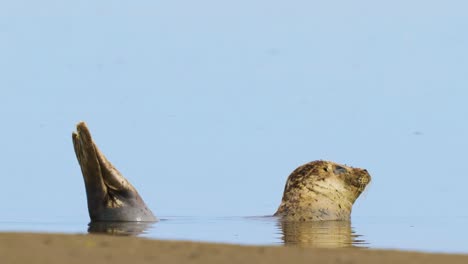 Sonnenbadende-Robbe-Mit-Der-Hälfte-Des-Körpers-Unter-Der-Wasseroberfläche-Vor-Einer-Sandbank-Im-Wattenmeer-Von-Texel-In-Den-Niederlanden