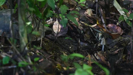 Sich-Einem-Weißen-Pilz-Auf-Dem-Waldboden-Nähern-Und-Ihn-Zufrieden-Essen,-Asiatische-Waldschildkröte,-Manouria-Emys,-Kaeng-Krachan-Nationalpark,-Thailand