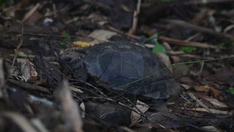 Well-hidden-on-the-forest-ground-with-rotting-leaves-and-branches-then-it-moves-to-go-to-the-left,-Asian-Forest-Tortoise,-Manouria-emys,-Kaeng-Krachan-National-Park,-Thailand