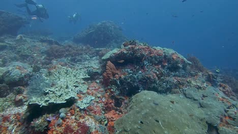 Taucher,-Der-über-Ein-Hartes-Korallenriff-Mit-Einer-Fülle-Von-Rifffischen-Schwimmt