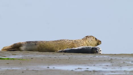 Common-seal-mother-with-baby-newborn-pup-enjoying-rest-on-beach-shoreline,-seal-jumps-near-pup-for-protection-then-looks-at-camera,-focus-on-foreground,-Texel-Netherlands,-day