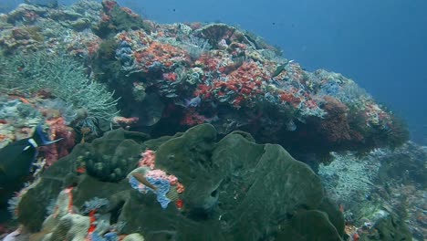 Nadando-Sobre-Un-Arrecife-De-Coral-Duro-Con-Coloridos-Peces-De-Arrecife