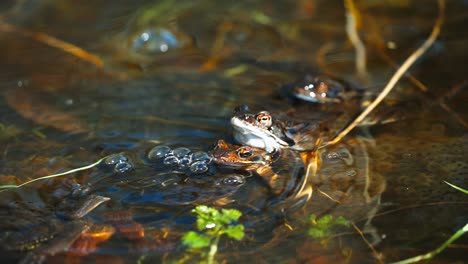 Closeup-of-Moor-frog-mating-with-female-on-water,-static,-day