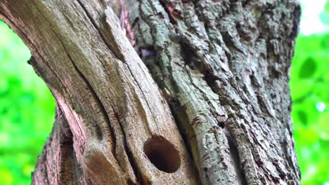 Scene-of-woodpecker-chick-sticking-head-out-of-wooden-hole-nest,-hungry-waiting-mother,-day