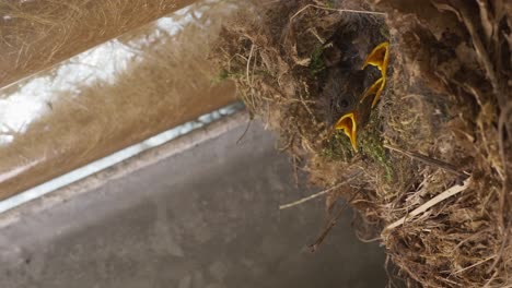Drei-Wenige-Tage-Alte-Zaunkönigküken-In-Einem-Nest,-Das-Von-Muttervogel-Mit-Grünen-Würmern-Gefüttert-Wird