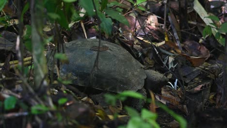 Seen-eating-the-remaining-parts-of-the-mushroom-on-the-forest-ground,-Asian-Forest-Tortoise,-Manouria-emys,-Kaeng-Krachan-National-Park,-Thailand