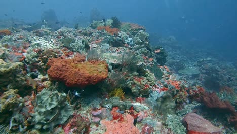 A-La-Deriva-Sobre-Un-Impresionante-Arrecife-De-Coral-Duro-En-El-Mar-De-Bali