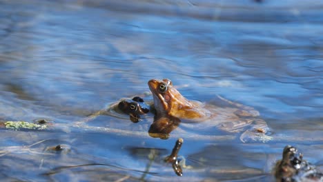 Two-frogs-mating-on-the-banks-of-a-freshwater-pond