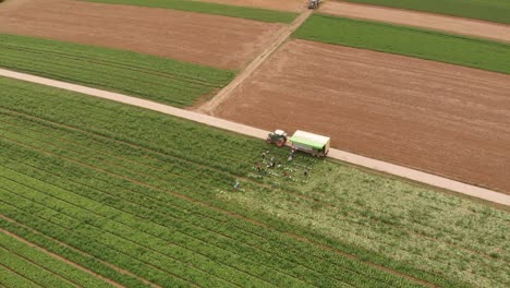 Farmers-harvesting-a-field-by-hand,-aerial-view-from-distance,-orbiting,-60fps