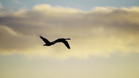 silhouette-of-two-flying-geese-Against-Warn-Orange-Sunset-Skies