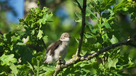 Closeup-of-small-cute-European-pied-flycatcher-scratching-plumage-sitting-on-branch-tree,-day