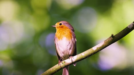 Zoom-in-of-European-robin-perched-on-tree-branch-under-the-sunlight