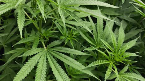 Sehr-Junge-Marihuana-Pflanzen-Mit-Großen-Blättern,-Leicht-Rotierender-Bewegungsschuss