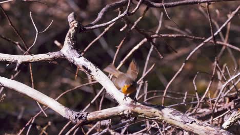 Pájaro-Petirrojo-Europeo-Volando-De-Una-Rama-De-árbol-En-Cámara-Lenta