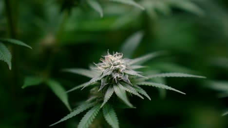 Marijuana-bud-isolated-in-front-of-blurry-background-during-flowering-stage,-close-up