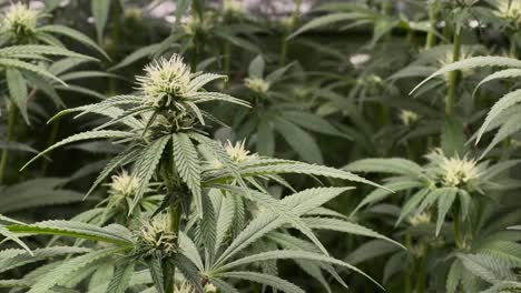 Planta-De-Cannabis-En-Carpa-Junto-A-Otras-Plantas-Durante-La-Etapa-De-Floración,-Plano-Medio