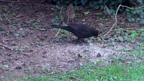 Male-blackbird-of-the-thrush-family-feeding-on-birdseed-in-a-bird-lovers-front-garden-in-the-town-of-Oakham-in-the-county-of-Rutland-in-England,-United-Kingdom