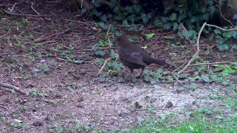 Female-blackbird-of-the-thrush-family-feeding-on-birdseed-in-a-bird-lovers-front-garden-in-the-town-of-Oakham-in-the-county-of-Rutland-in-England,-United-Kingdom