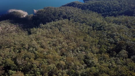 Aerial:-Drone-flying-over-a-forest-to-reveal-a-big-beautiful-lake-in-New-South-Wales,-Australia
