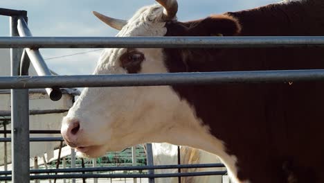 Vaca-De-Ojos-Marrones-Rumiando-Detrás-De-La-Cerca