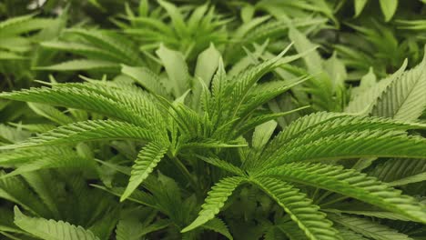 Young-Marijuana-plants-with-a-lot-of-leaves-during-vegetative-stage,-slightly-curved-movement