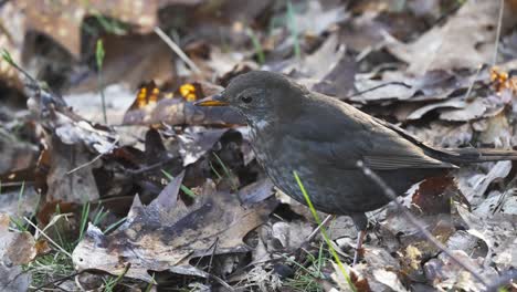 Common-blackbird-pulling-out-dead-leaves-off-ground-to-build-nest,-slow-motion,-day