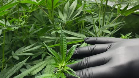 Hand-with-black-latex-glove-checks-very-young-Marijuana-plant-during-vegetative-stage,-medium-shot