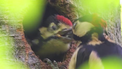 Wildlife-birdwatching-scene-of-woodpecker-chick-fed-by-mother,-static,-day
